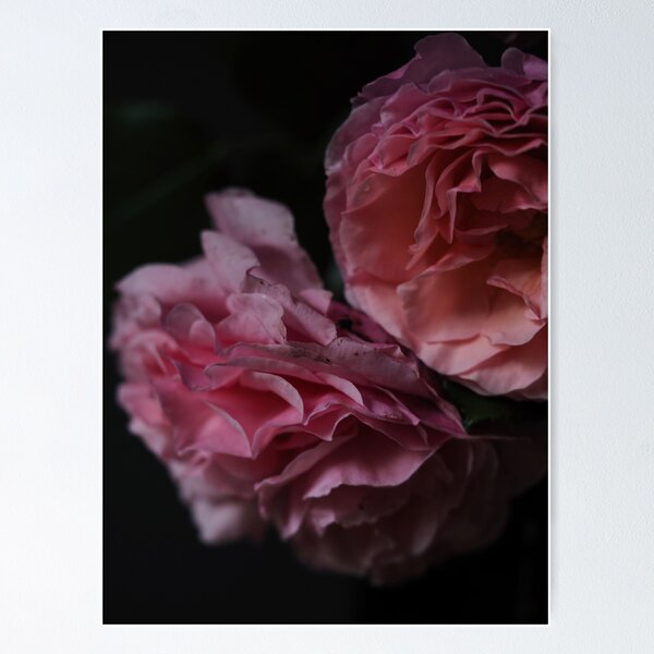 Item preview, Beautiful rose in the garden designed and sold by Annabergert.