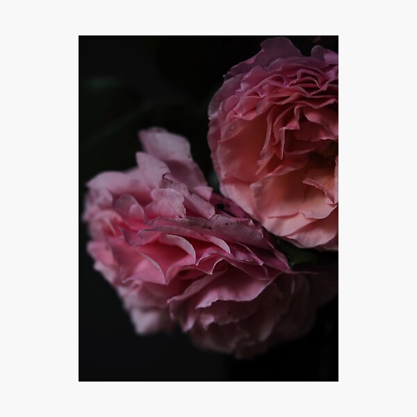 Item preview, Beautiful rose in the garden designed and sold by Annabergert.