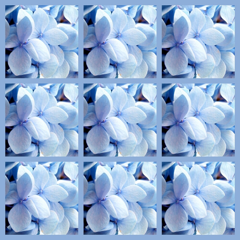 "Blue mophead hydrangeas" by Joan Harrison | Redbubble