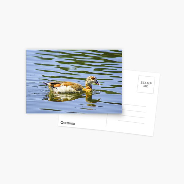 Item preview, Duck on water designed and sold by Vonklee.