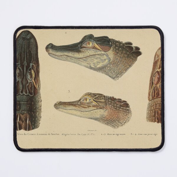 Item preview, Retro Gator Anatomy Zoological Print designed and sold by InnerCitadel.