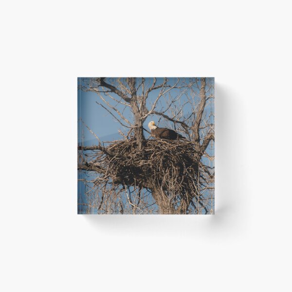 Item preview, Bald Eagle Nest Remodeling designed and sold by Debra Martz.