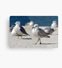 Walkabout Metal Print