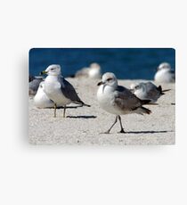 Walkabout Canvas Print
