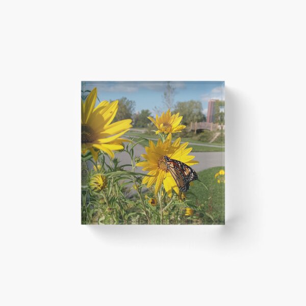 Item preview, Monarch at Wilkeson Pointe Park designed and sold by SCTBUFFALOPHOTO.