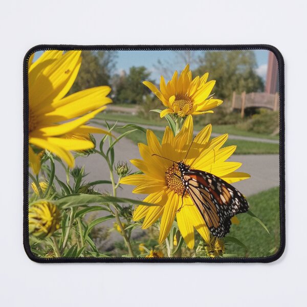 Artikelvorschau, Monarch im Wilkeson Pointe Park entworfen und verkauft von SCTBUFFALOPHOTO.