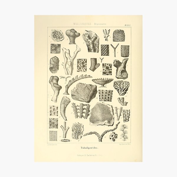 Artikel-Vorschau von Abbildung von Fossilien 1853-1857, designt und verkauft von botanicalworks.