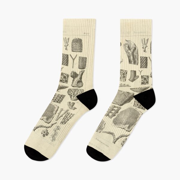 Item preview, Illustration of Fossils 1853-1857 designed and sold by botanicalworks.