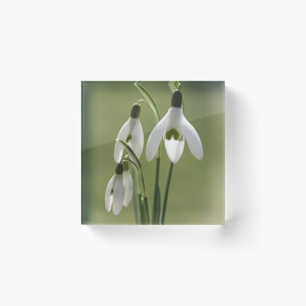 Item preview, Snowdrops designed and sold by JEZ22.