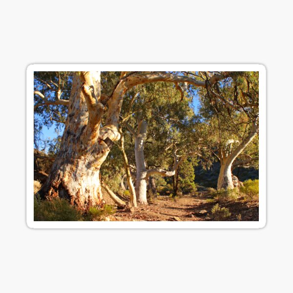 Dry creek bed and gums Sticker