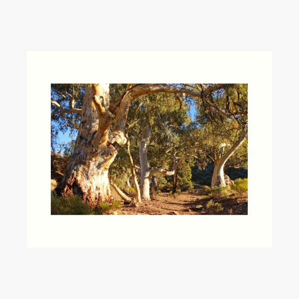 Item preview, Dry creek bed and gums designed and sold by FranWest.