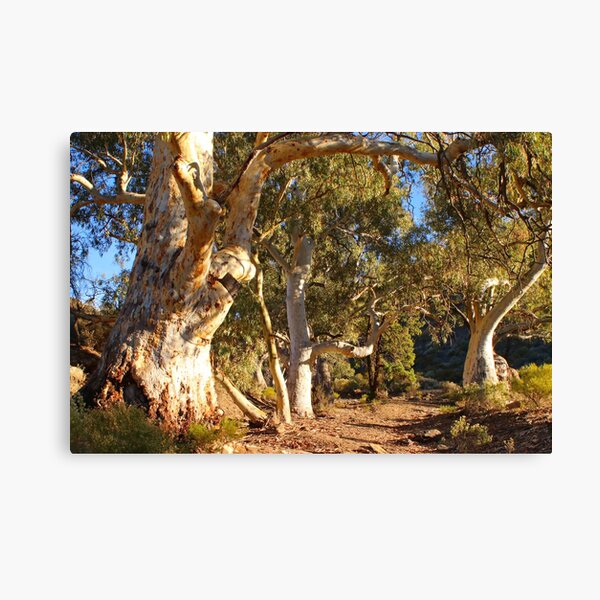 Item preview, Dry creek bed and gums designed and sold by FranWest.