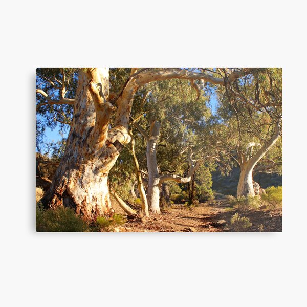 Item preview, Dry creek bed and gums designed and sold by FranWest.