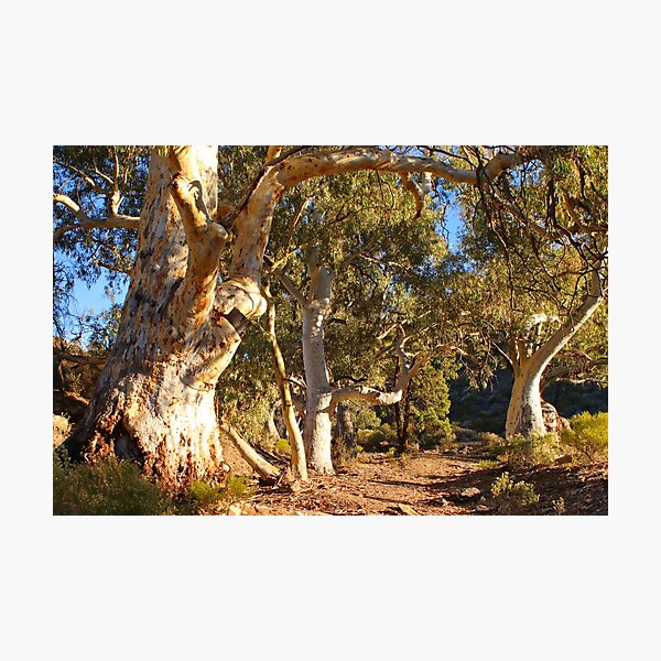 Item preview, Dry creek bed and gums designed and sold by FranWest.