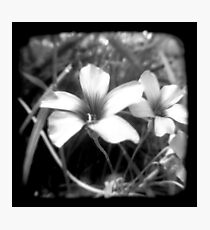 Oxalis - Through The Viewfinder Photographic Print