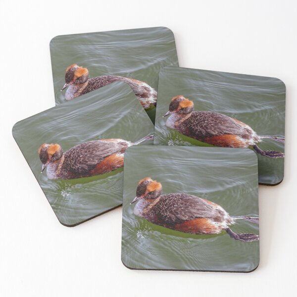 Item preview, The rare Slavonian grebe designed and sold by Tom McPherson Photography.