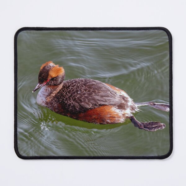 Item preview, The rare Slavonian grebe designed and sold by Tom McPherson Photography.