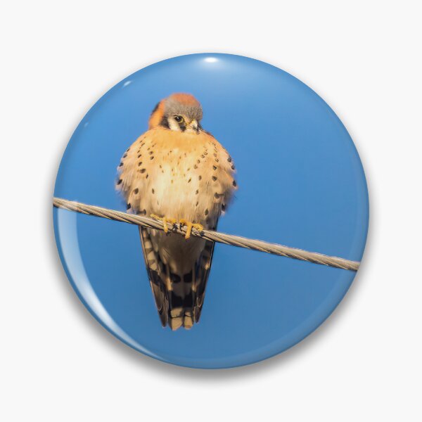 Item preview, American Kestrel Basking in the Sun designed and sold by CarolM.