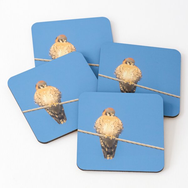 Item preview, American Kestrel Basking in the Sun designed and sold by CarolM.