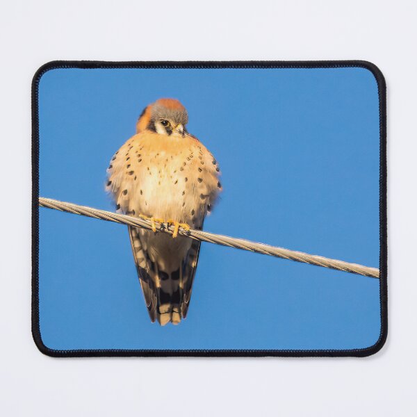 Item preview, American Kestrel Basking in the Sun designed and sold by CarolM.