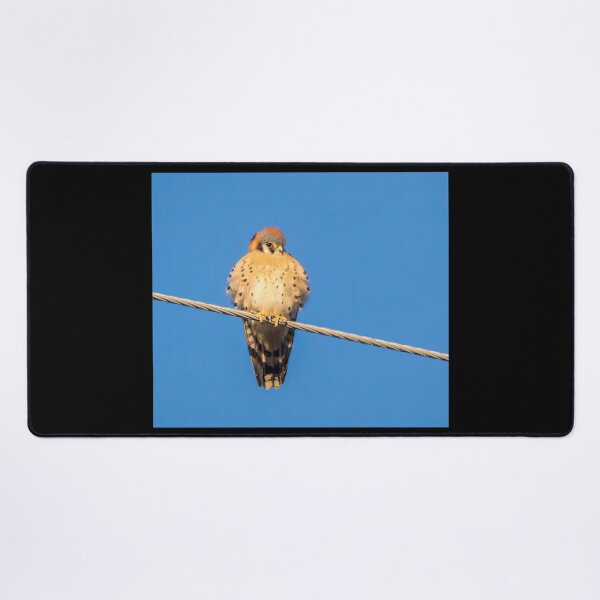 Item preview, American Kestrel Basking in the Sun designed and sold by CarolM.
