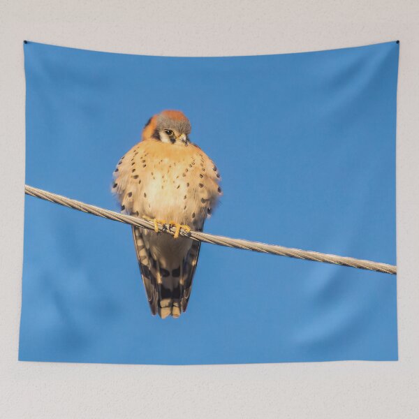 Item preview, American Kestrel Basking in the Sun designed and sold by CarolM.