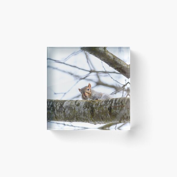 Item preview, The Curious Squirrel on the Branch designed and sold by couragesings.