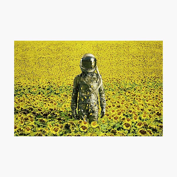 Stranded in the sunflower field Photographic Print