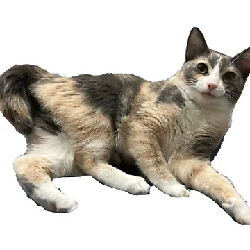Artwork thumbnail, Normal pose by Oreoeocat