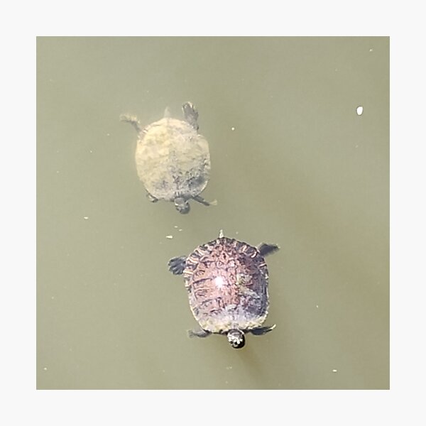 Item preview, Swimming Turtles designed and sold by RobPaulArtWorks.