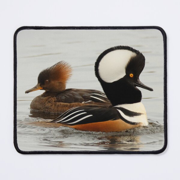 Item preview, A Pair of Hooded Merganser Ducks designed and sold by walkswithnature.