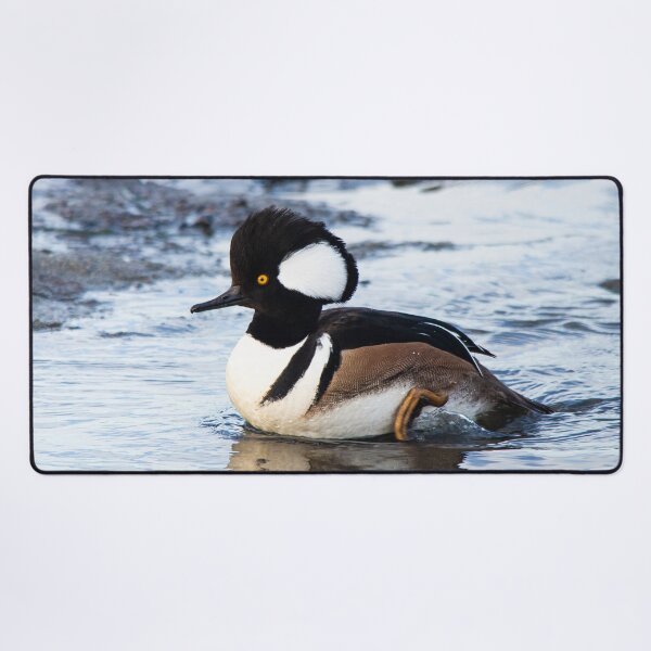 Item preview, Handsome Hooded Merganser on the Move designed and sold by walkswithnature.