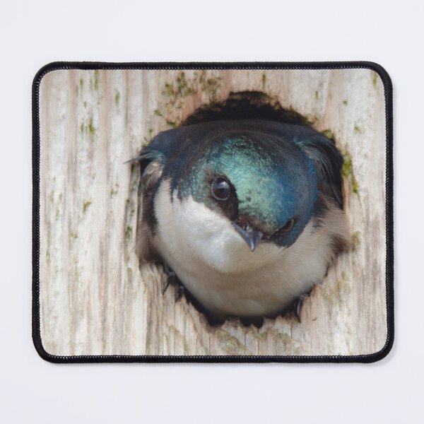 Item preview, Testy Tree Swallow in Nestbox designed and sold by walkswithnature.