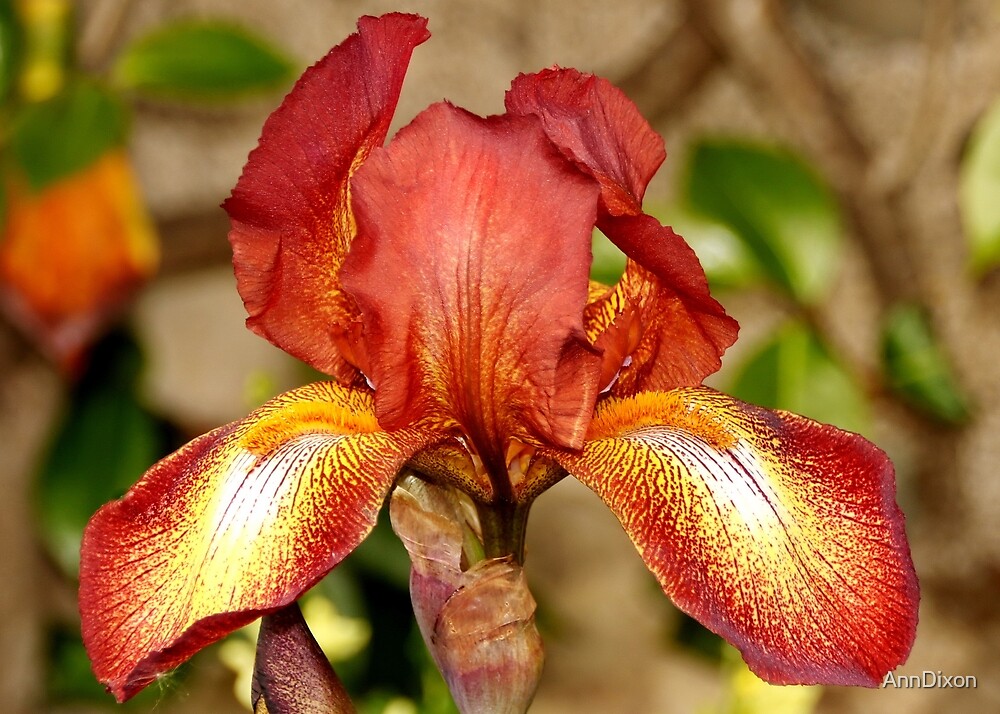 "Iris 'Kent Pride' (Tall Bearded Flag Iris)" by AnnDixon Redbubble