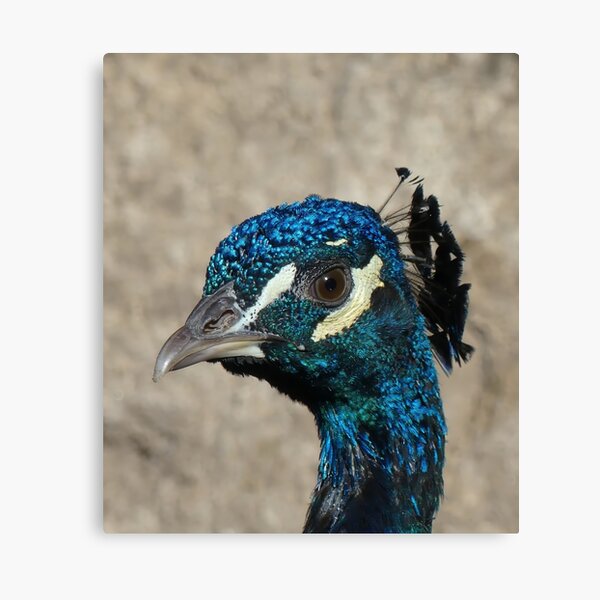 Item preview, The Gaze of a Peacock – A Portrait in Detail designed and sold by DeepFrame.