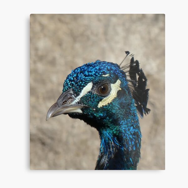 Item preview, The Gaze of a Peacock – A Portrait in Detail designed and sold by DeepFrame.