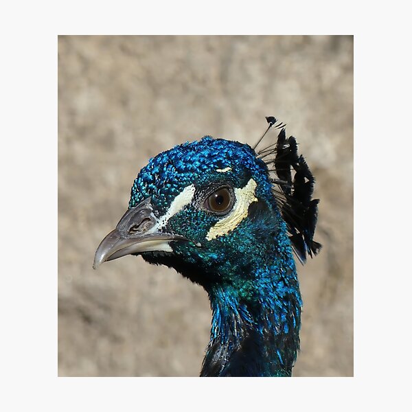 Item preview, The Gaze of a Peacock – A Portrait in Detail designed and sold by DeepFrame.