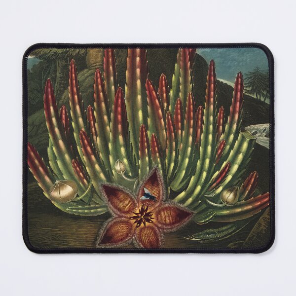 Item preview, Vintage Flora Illustration Maggot–Bearing Stapelia designed and sold by InnerCitadel.
