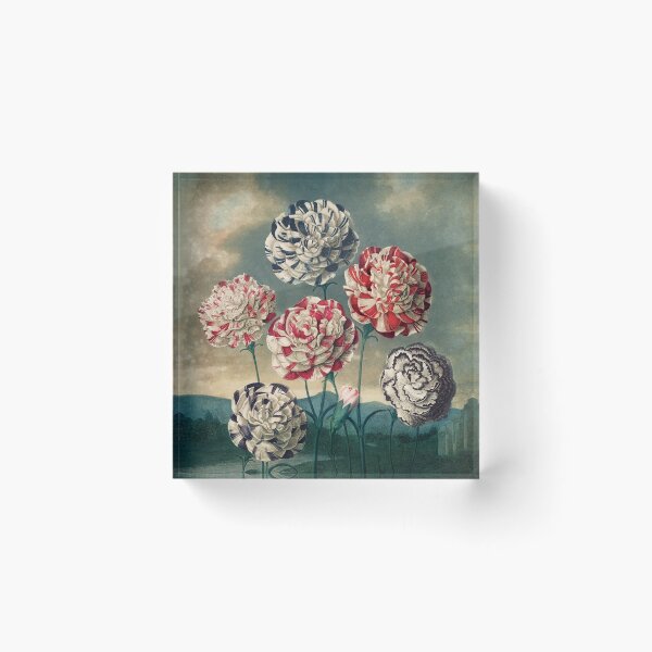 Item preview, Vintage Botanical Painting A Group of Carnations by Robert John Thornton designed and sold by InnerCitadel.