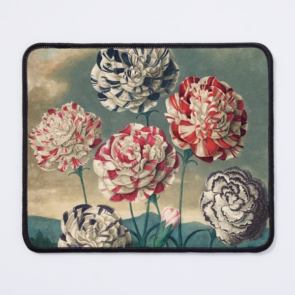 Item preview, Vintage Botanical Painting A Group of Carnations by Robert John Thornton designed and sold by InnerCitadel.