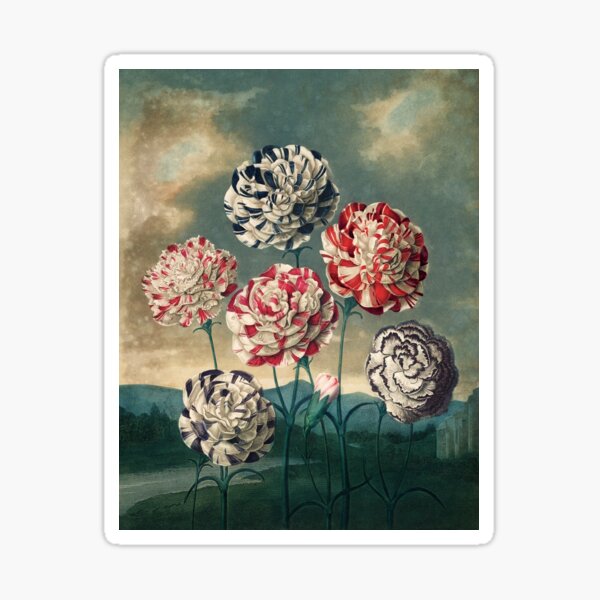 Item preview, Vintage Botanical Painting A Group of Carnations by Robert John Thornton designed and sold by InnerCitadel.