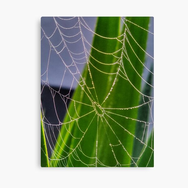 Item preview, Spider web with morning dew  designed and sold by Outdoorsy Stuff by Debi .