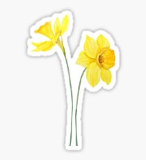 gelbe Narzissen Aquarellmalerei Sticker