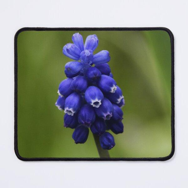Item preview, Sapphire Flower - Common Grape Hyacinth - Vibrant Floral Photography – Nature’s Bloom in Full Color designed and sold by EmiBarDesign.