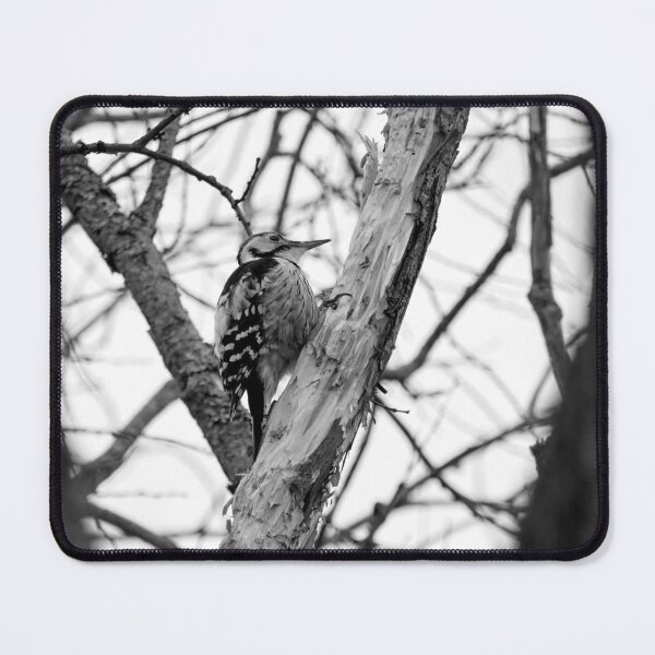 Item preview, Almost done. White-backed woodpecker bw designed and sold by Jouko Lehto Photography.