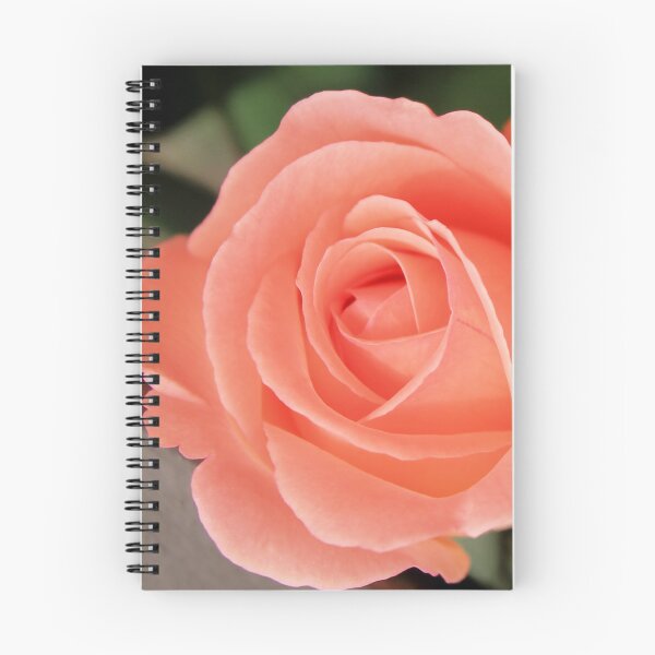 Item preview, Zenith of a rose designed and sold by RominaGiselle.