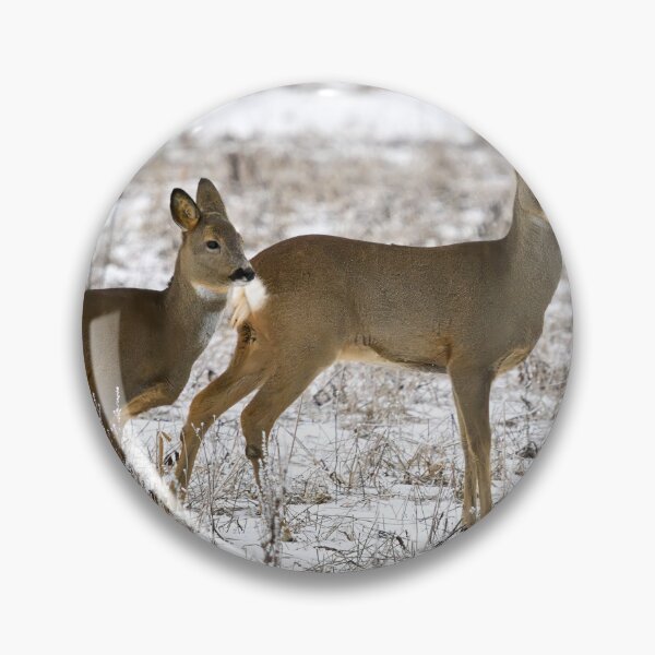 Item preview, Some tension rising. Roe deer designed and sold by Jouko Lehto Photography.