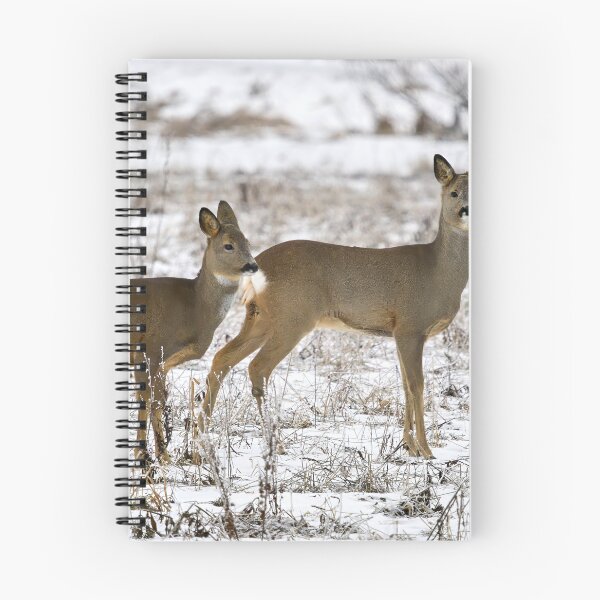 Item preview, Some tension rising. Roe deer designed and sold by Jouko Lehto Photography.