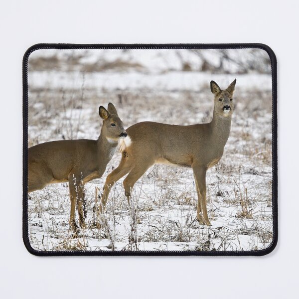 Item preview, Some tension rising. Roe deer designed and sold by Jouko Lehto Photography.