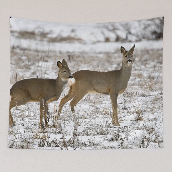 Item preview, Some tension rising. Roe deer designed and sold by Jouko Lehto Photography.